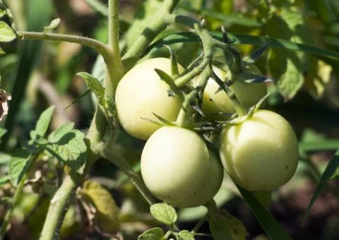 Unripe tomato Stock-Fotos
