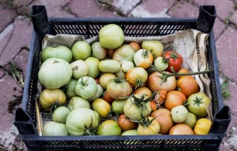 Unripe tomatoes in box Stock Photos