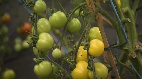 Unripe tomatoes up-close Stock-Footage 88030932