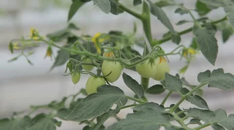 Unripe tomatoes 動画素材 11018716