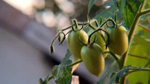Unripe Tomatoes Growing on Vine Close Up Timelapse Stock Footage 314978037