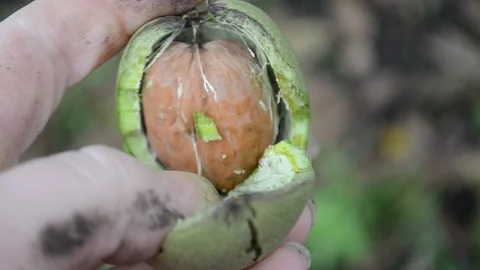 Unripe walnut Stock Footage 86874975