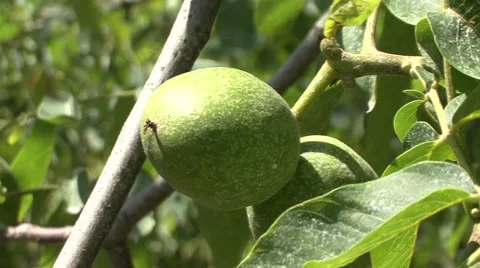 Unripe walnuts on the branch Stock-Footage 41137388