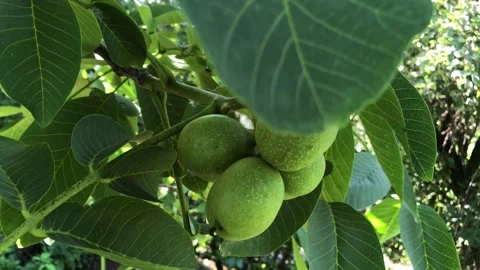 Unripe walnuts growing on a tree Stock Footage 136421581