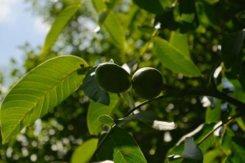 Unripe Walnuts hanging of a tree Stock Photos