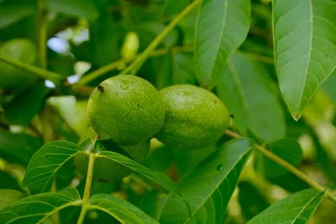 Unripe Walnuts hanging of a tree Stock Photos