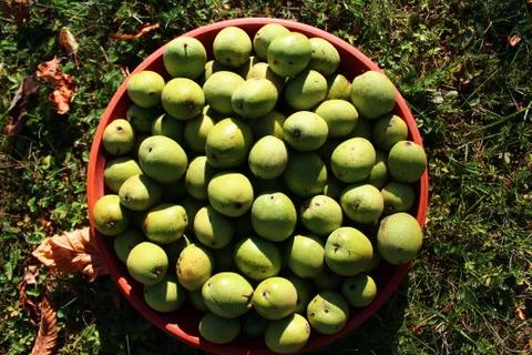 Unripe walnuts with shells Stock Photos