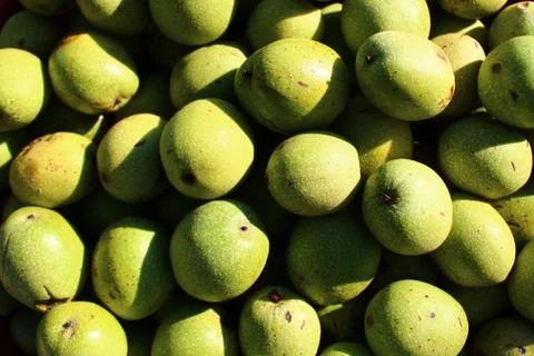 Unripe walnuts with shells Stock Photos