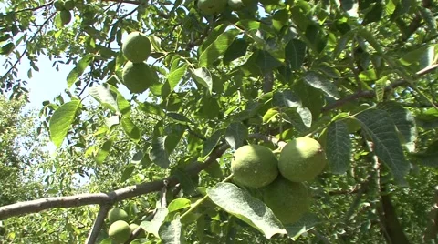 Unripe walnuts on tree Stock-Footage 41137924