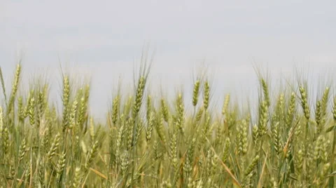 Unripe wheat on the field Video stock 42817558