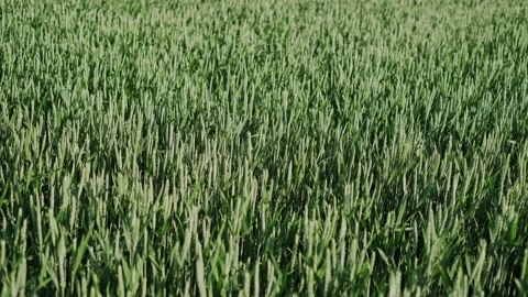 Unripe wheat field. 库存影片 134485392