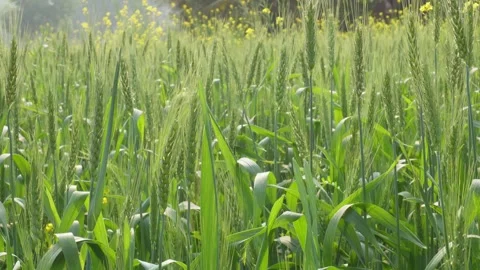 Unripe wheat field 스톡 동영상 332587486