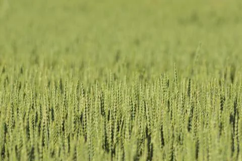 Unripe wheat field Stock Photos