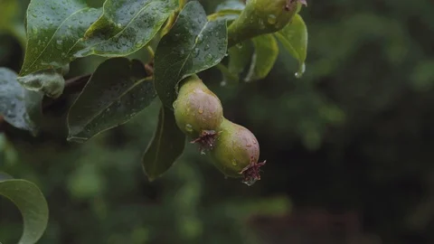 Unripe Wild Pears on a Tree Stock Footage 92941941