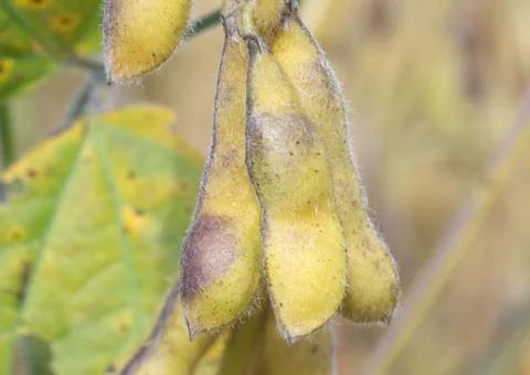 Unripened soybeans Foto stock