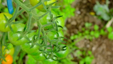 Unripened tomatoe Stock Footage 246549216