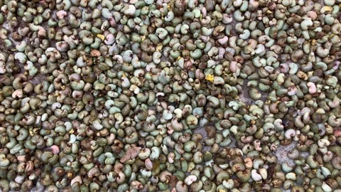 Unroasted cashew nuts close up from above background Stock Footage 237546010