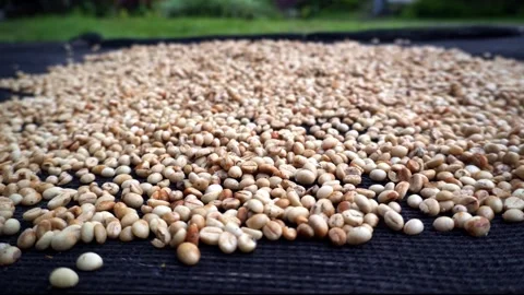 Unroasted green coffee beans drying in the sun, a large harvest harvested in the Stock-Footage 260184795