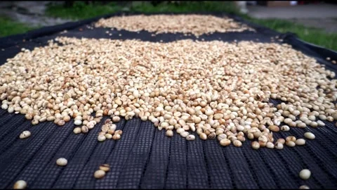 Unroasted green coffee beans drying in the sun, a large harvest harvested in the Stock Footage 260184837