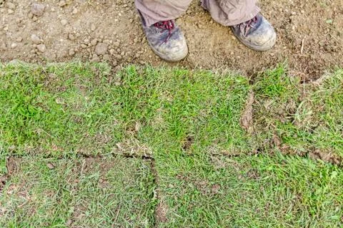 Unrolling grass, applying turf rolls for a new lawn Stock Photos