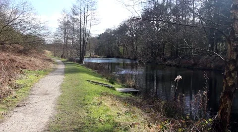 An unsealed path at the side of a forest pool Stock Footage 61345575