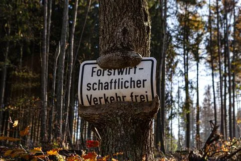 Unser Wald Stock Photos