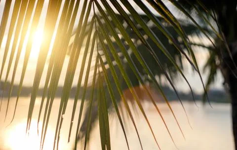 Unset behind coconut leaf Stock Photos