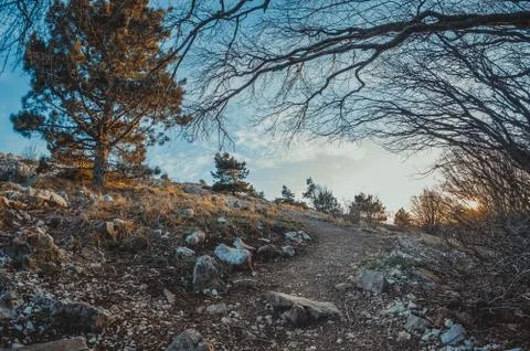 Unset in the forest Stock Photos