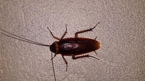 Unsettling intimate study of cockroach mounted on wall Stock Footage 341990411