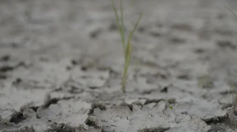 Unsettling View of Plant Sprouting Through Cracked Earth 스톡 동영상 66312710