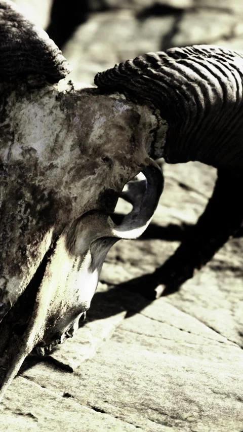 Unsettling visual of skull shape enhanced by dramatic shadows for tension 스톡 동영상 326350642