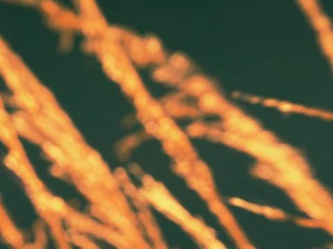 Unsharp blurry movement.  Grass seeds with backlight Stock Photos