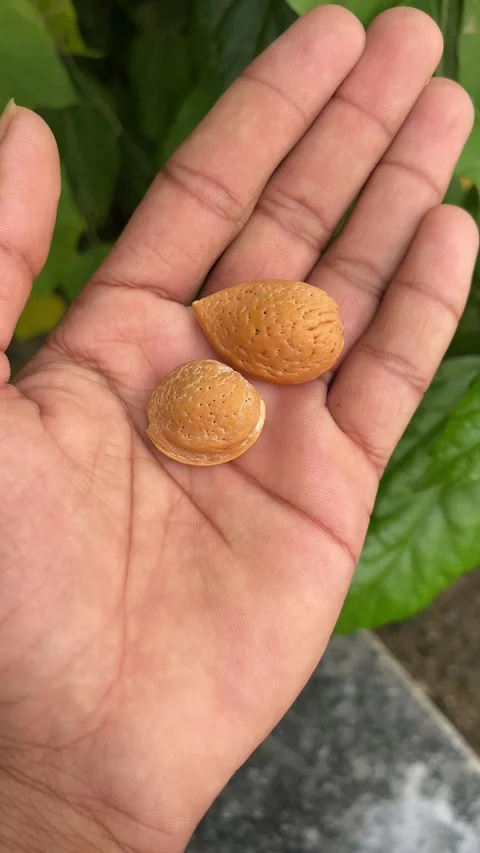 Unshelled Almonds Held in Hand Close-Up View Stock Footage 320285553