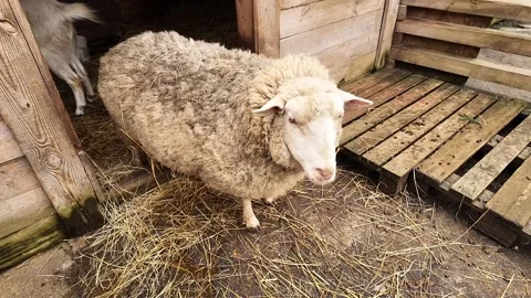 Unshorn sheep in a barn. Stock Footage 302089182