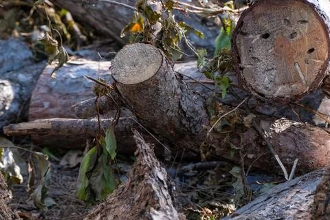 Unsorted timber taken in the park Stock Photos