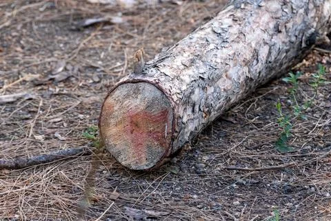 Unsorted timber taken in the park Stock Photos
