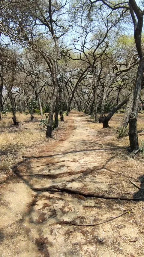Unspoiled sowan beach forest vegetation in Tuban district, East Java Provinc Stock Footage 288296177