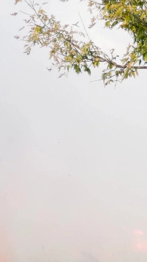 Unstoppable wildfire sweeps through fields, flames dance chaotically, thick dark Stock Footage 313210564