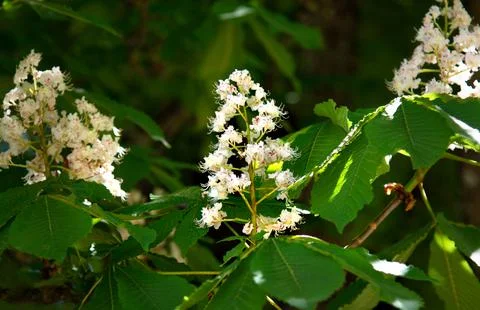 Unstringing flowers of chestnut are in a spring park Stock Photos