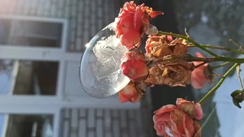 Unsuccessful process of freezing soap bubble in frost, on dried roses in sun Stock Footage 220569254