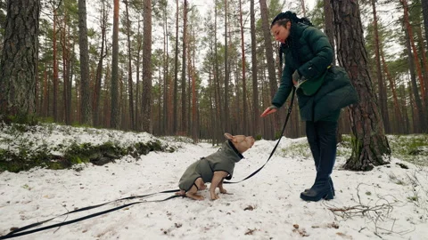 Unsuccessfull Lay Down Command: Female owner is training her American Bully dog Stockbeeldmateriaal 231353307