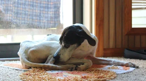 Unsure English Pointer 스톡 동영상 8666910