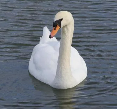 The unsure swan Stock Photos
