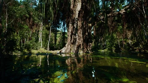 Untamed marsh environment with shadows and water reflections visible Stock Footage 327183697