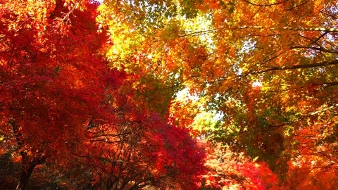 Until it becomes the maple leaves: 스톡 동영상 80148884