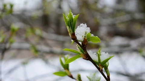 Untimely Stock Footage 128805426