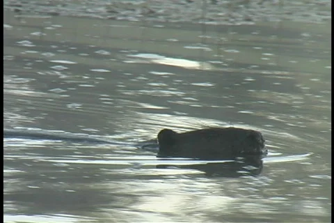 Untitled Clip 01 4 D Beaver 1 Stock Footage 98421