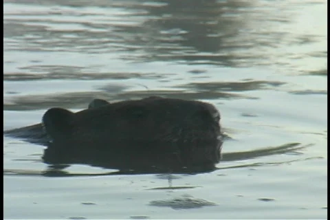 Untitled Clip 01 Beaver 2 Stock Footage 98422