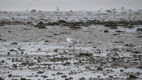 Untitled Stockbeeldmateriaal 141811516