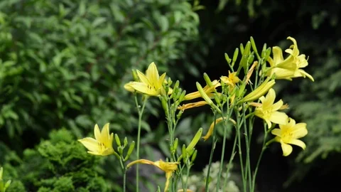 Untitled Project 1 Stock Footage 76777375